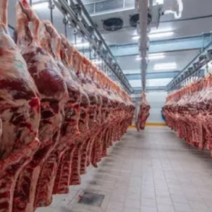 2 月乌克兰牛出口量增长，全球牛肉市场进入动荡期——来源：乌克兰网