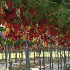 种植草莓每年可为农户带来每公顷 1 万欧元的纯利润——来源：乌克兰网