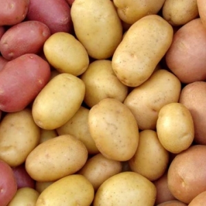 乌克兰的胡萝卜和土豆价格下跌——来源：乌克兰国家通讯社