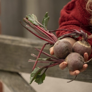 乌克兰甜菜价格大幅下跌：市场受产品过剩打压——来源：财经新闻