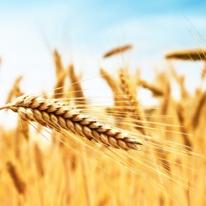 乌克兰小麦价格触及近半年高点：影响粮价的因素有哪些——来源：乌克兰网